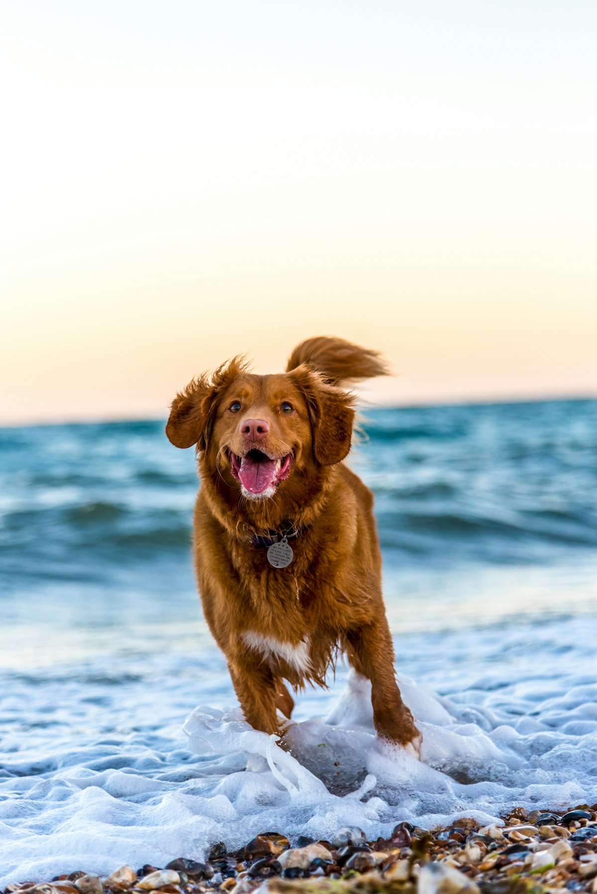 Happy dog running outdoors on grass