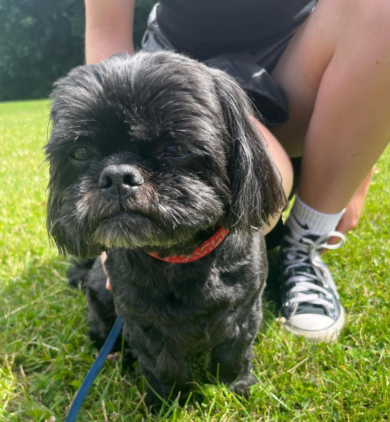 Small black dog on a lead in a green field