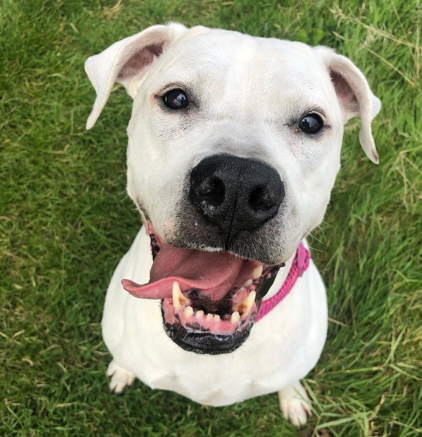 Pet enjoying outdoor time with carer
